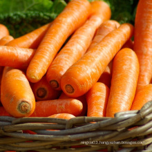 Carrot exporters